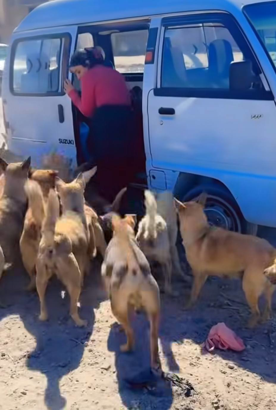 فتاة تطعم كلاب الشوارع تشعل فيسبوك بصورة إنسانية